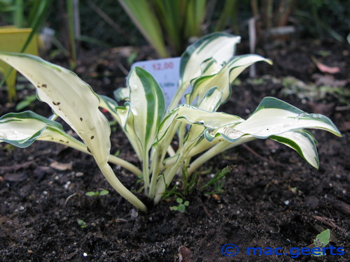 Hosta 'Little Jay'